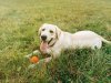  Why Choose a Labrador Retriever? The Perfect Family Dog