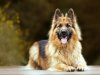 Top Dog Breed for Families