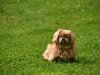  Grooming Tips for Your Shih Tzu Puppy in Bangalore