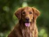 Adopting a Golden Retriever ?