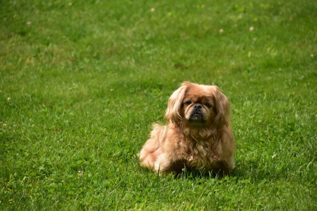  Grooming Tips for Your Shih Tzu Puppy in Bangalore
