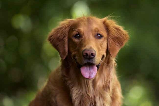 Adopting a Golden Retriever ?