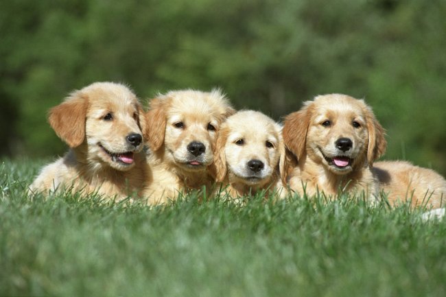 Labrador Puppies for Sale in Bangalore: What to Look for in a Healthy Puppy