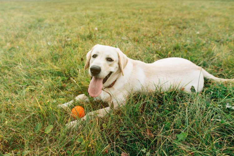  Why Choose a Labrador Retriever? The Perfect Family Dog