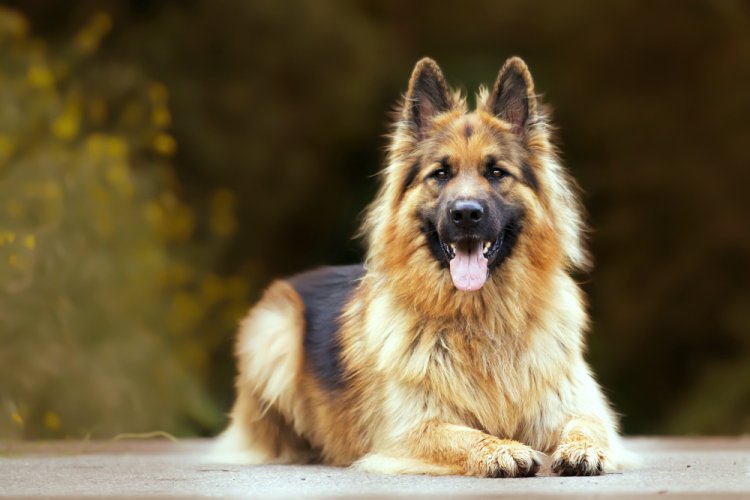 Top Dog Breed for Families