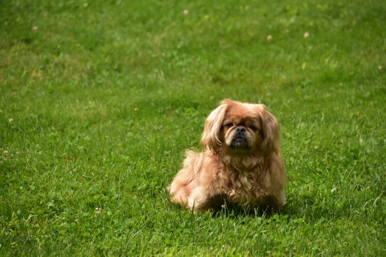  Grooming Tips for Your Shih Tzu Puppy in Bangalore