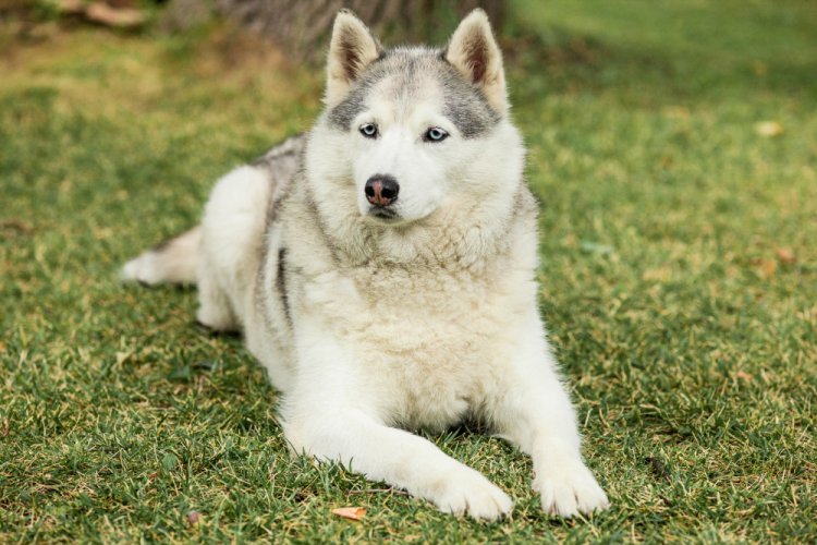  The Best Diet for Your Siberian Husky