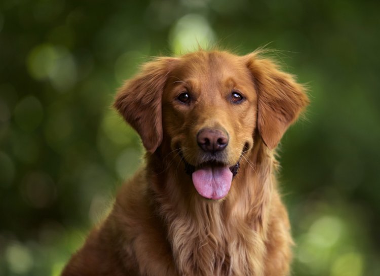 Adopting a Golden Retriever ?