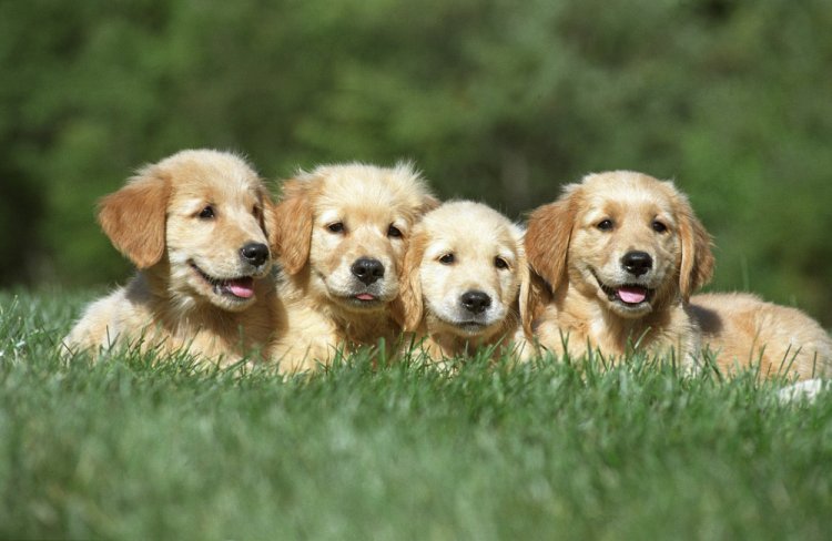 Labrador Puppies for Sale in Bangalore: What to Look for in a Healthy Puppy