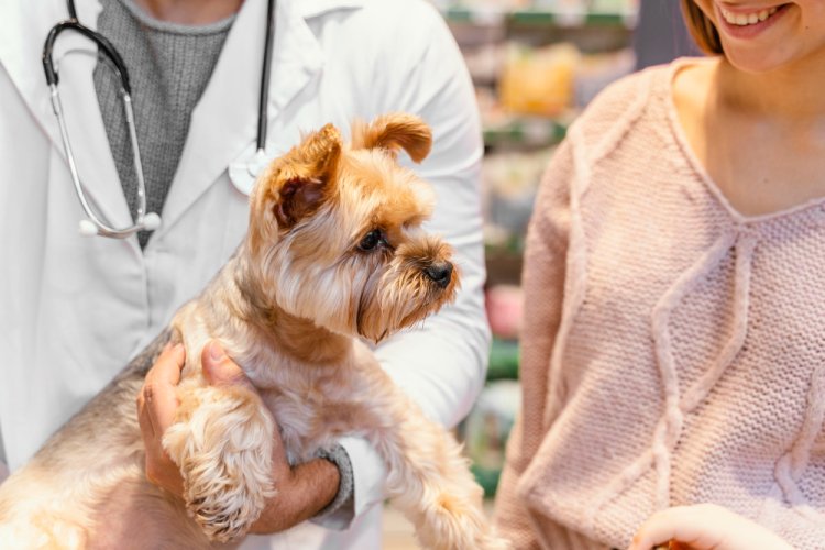 Health Checks and Vaccinations for Pomeranian Puppies in Bangalore