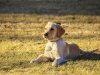 What is the Price of a Golden Retriever in Bangalore?
