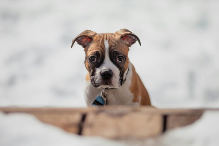  Why Boxers Make Great Family Pets