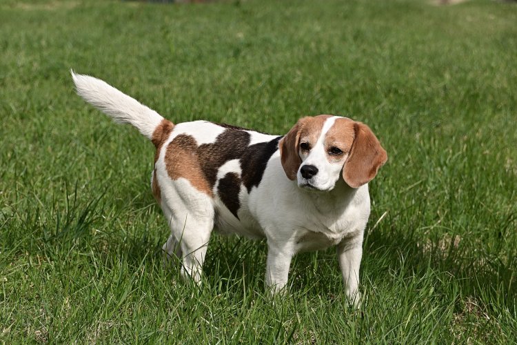 Keeping Your Beagle Healthy: Top 10 Concerns and How to Prevent Them