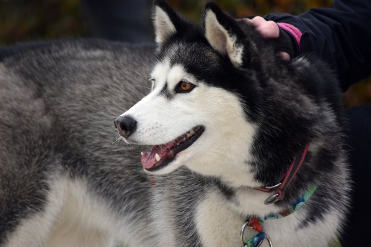 Siberian Husky Puppy Care: What to Expect