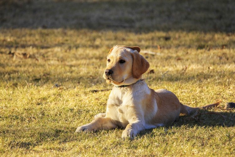 What is the Price of a Golden Retriever in Bangalore?