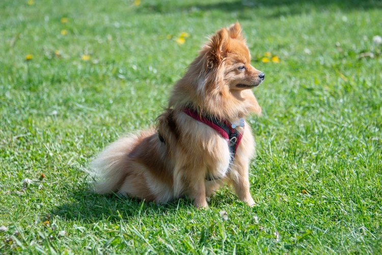 Challenges of Breeding Pomeranians: A Guide for Bangalore Breeders