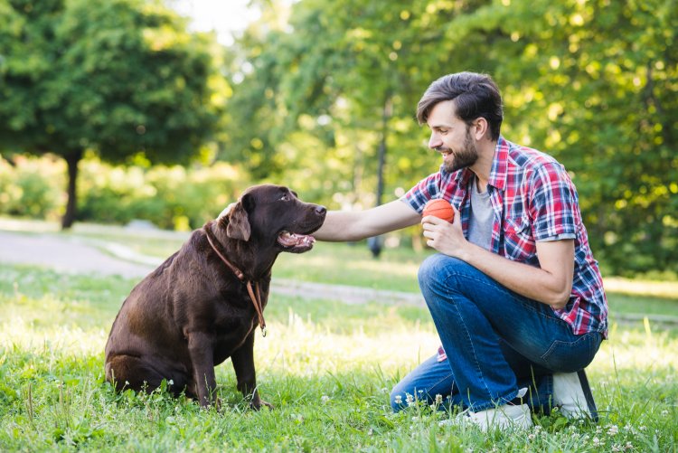 Labrador Puppy Training Games: Making It Fun to Learn