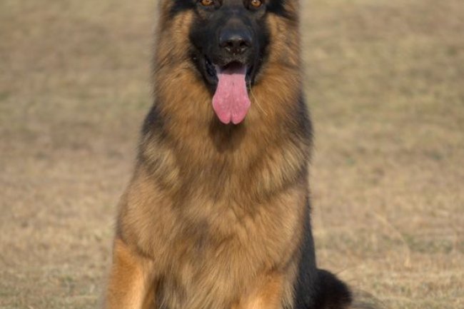 Dogs for Sale in Bangalore: Your Ultimate Guide to Adhi Kennel