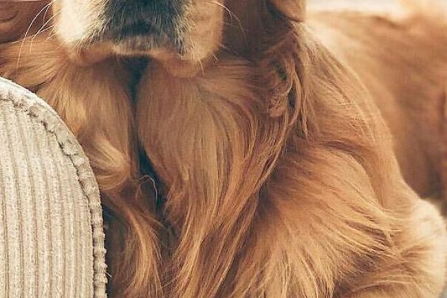 Bangalore Barkers: Dogs for Sale in the Heart of Bangalore