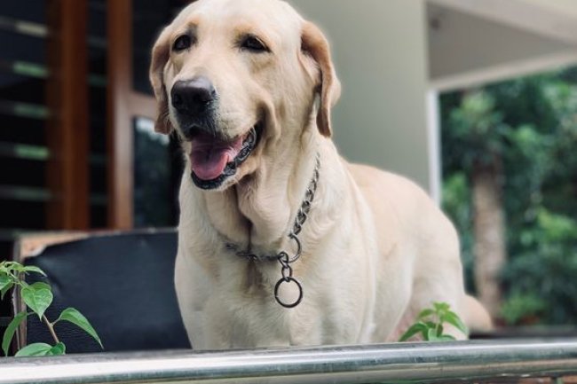 Dogs for Sale in Bangalore: Discover Your Forever Friend!