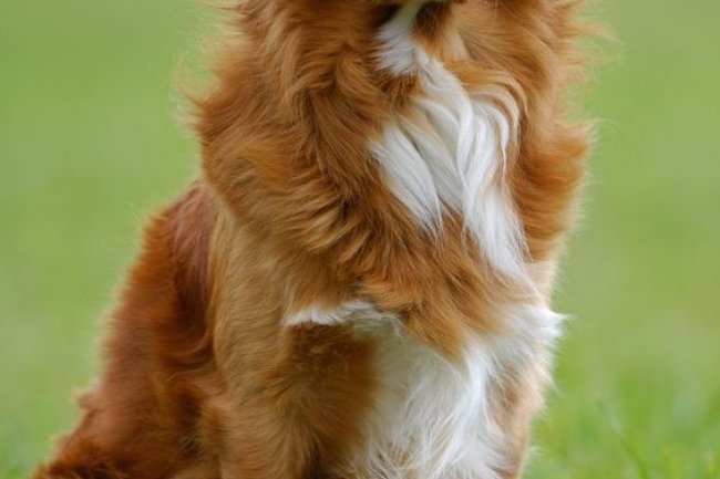 Unleash Happiness: Adhi Kennel’s Dogs for Sale in the Heart of Bangalore