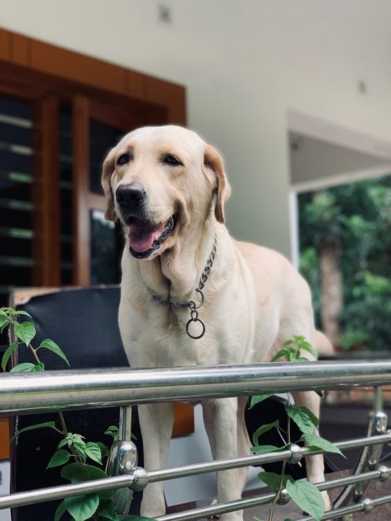 Dogs for Sale in Bangalore: Discover Your Forever Friend!