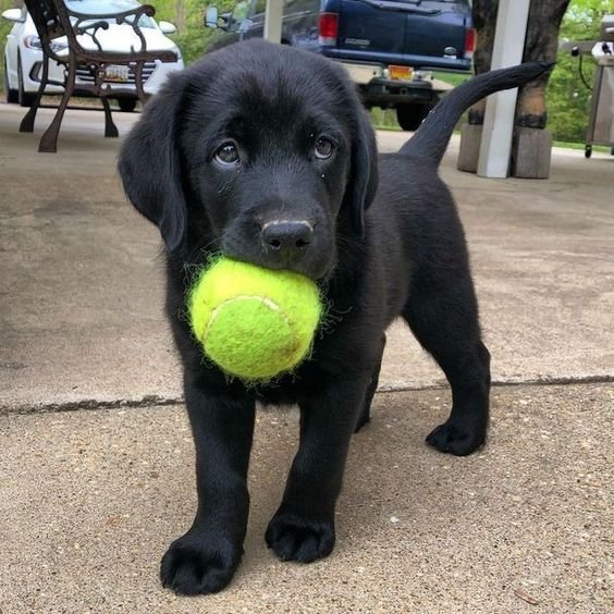 Meet Your Match: The Cutest Puppies for Sale in Bangalore