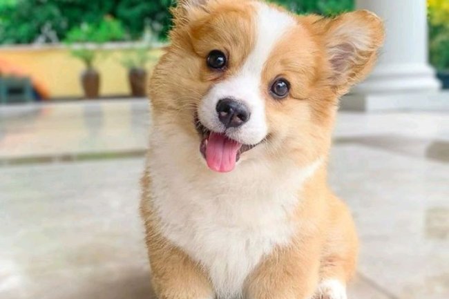 Adhi Kennel : The Best Place for Quality Puppies for Sale in Bangalore