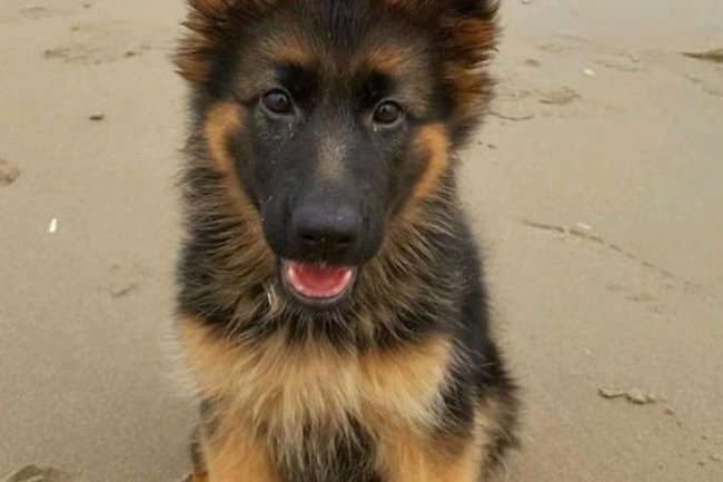 Find Love on Four Paws: Your Dog Awaits at Adhi Kennel