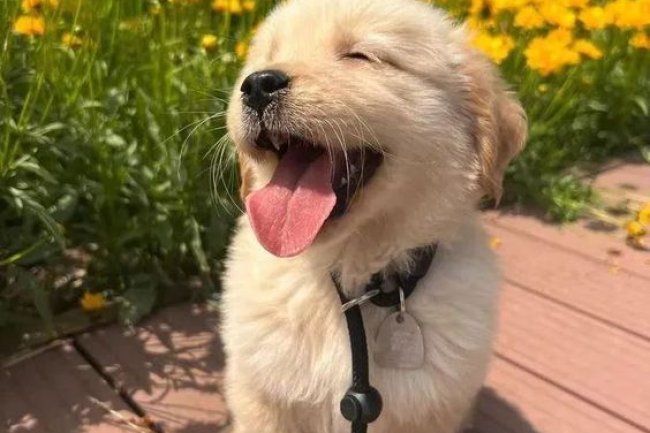 Discover the Best Puppies in Bangalore at Adhi Kennel