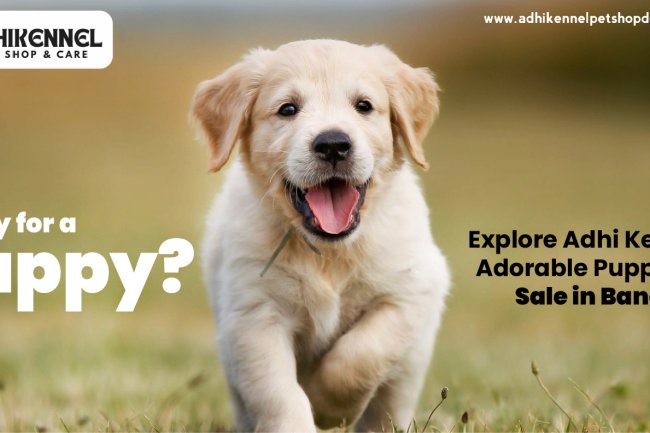 Ready for a Puppy? Explore Adhi Kennel’s Adorable Puppies for Sale in Bangalore