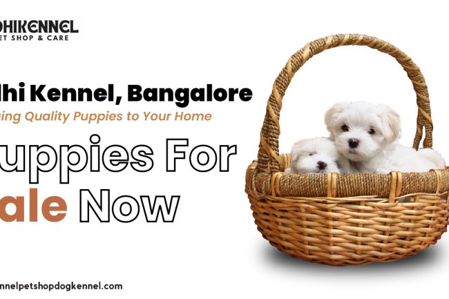 Adhi Kennel Bangalore: Bringing Quality Puppies to Your Home – Puppies for Sale Now