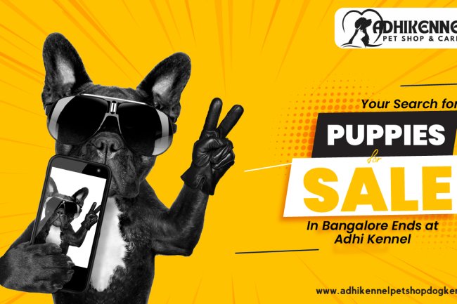 Your Search for Puppies for Sale in Bangalore Ends at Adhi Kennel