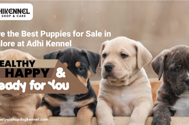 Explore the Best Puppies for Sale in Bangalore at Adhi Kennel – Healthy, Happy, and Ready for You!