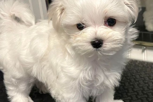 Adhi Kennel: Bangalore's Best Puppy Sales for Pedigree, Health & Happiness