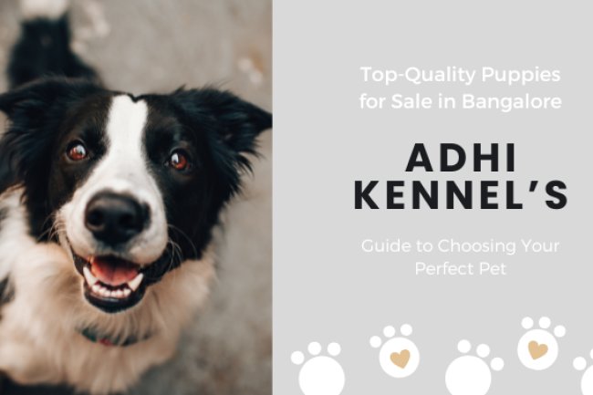 Top-Quality Puppies for Sale in Bangalore: Adhi Kennel’s Guide to Choosing Your Perfect Pet