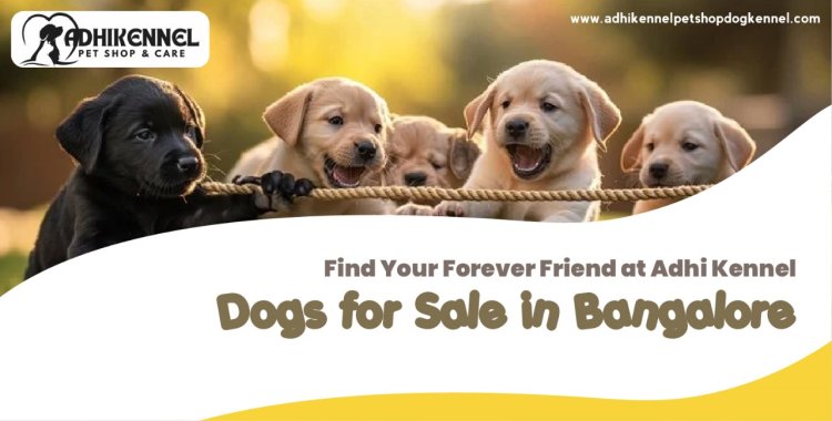 Find Your Forever Friend at Adhi Kennel – Dogs for Sale in Bangalore