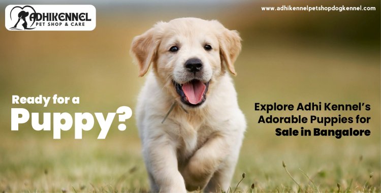 Ready for a Puppy? Explore Adhi Kennel’s Adorable Puppies for Sale in Bangalore