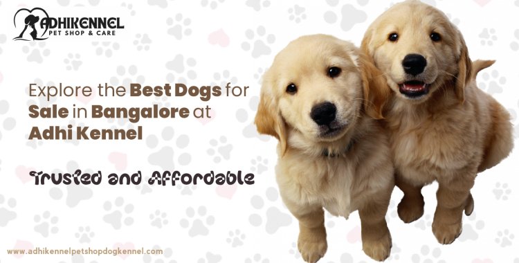 Explore the Best Dogs for Sale in Bangalore at Adhi Kennel – Trusted and Affordable