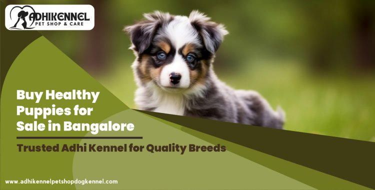 Buy Healthy Puppies for Sale in Bangalore – Trusted Adhi Kennel for Quality Breeds