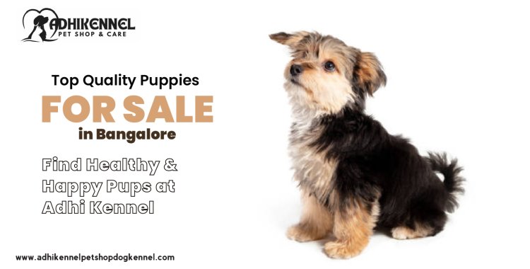 Top Quality Puppies for Sale in Bangalore | Find Healthy & Happy Pups at Adhi Kennel