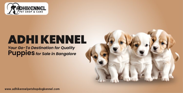 Adhi Kennel: Your Go-To Destination for Quality Puppies for Sale in Bangalore