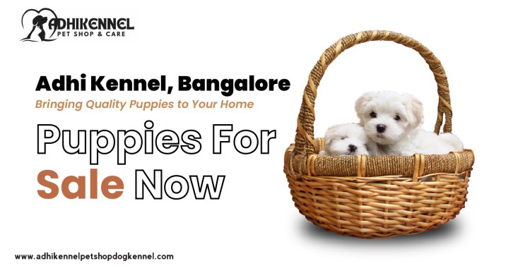 Adhi Kennel Bangalore: Bringing Quality Puppies to Your Home – Puppies for Sale Now