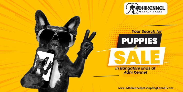 Your Search for Puppies for Sale in Bangalore Ends at Adhi Kennel