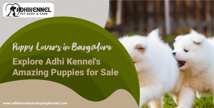 Puppy Lovers in Bangalore: Explore Adhi Kennel's Amazing Puppies for Sale