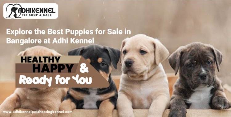 Explore the Best Puppies for Sale in Bangalore at Adhi Kennel – Healthy, Happy, and Ready for You!