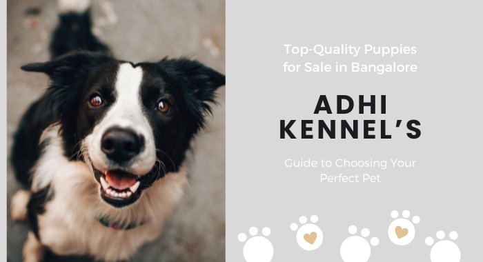 Top-Quality Puppies for Sale in Bangalore: Adhi Kennel’s Guide to Choosing Your Perfect Pet