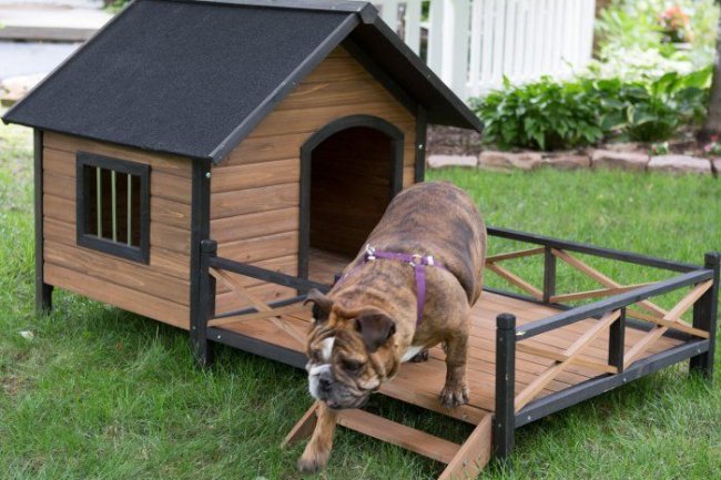 Adhi Kennel: Your Premier Destination for Top Dogs and Expert Kennel Setup in Bangalore