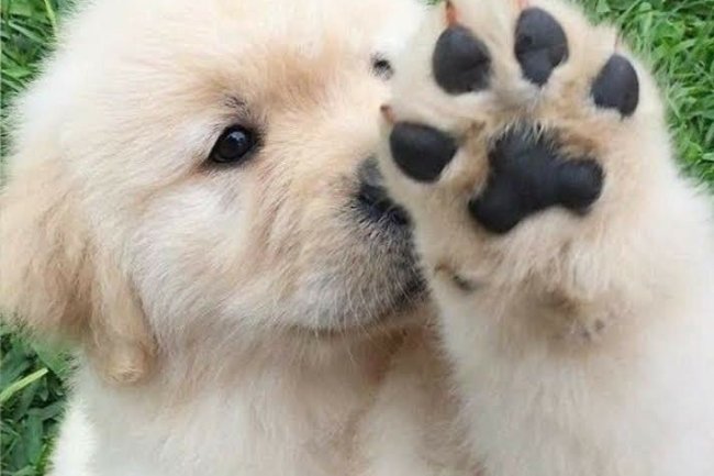 Adhi Kennel: Best Place to Buy Puppies in Bangalore – Your Trusted Pet Shop