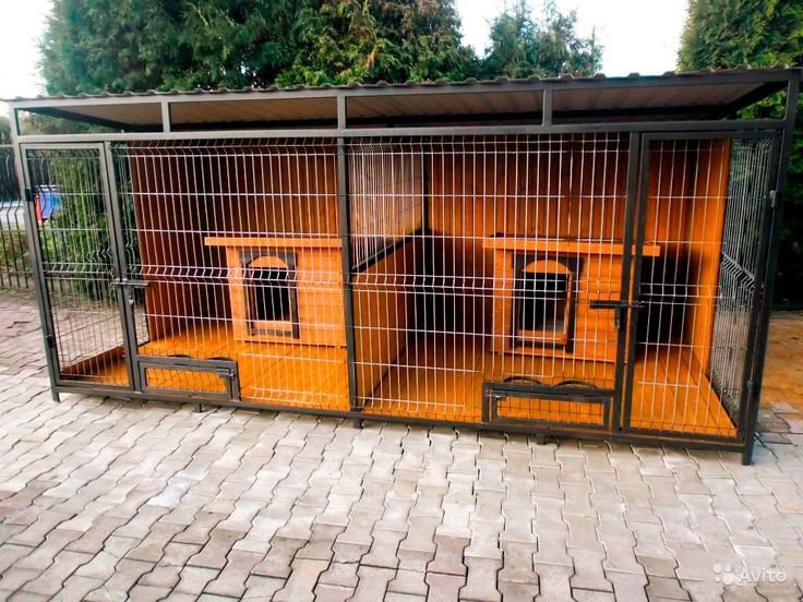 Top Dog Kennel in Bangalore: Premium Dogs for Sale and Expert Care for Your Furry Companion